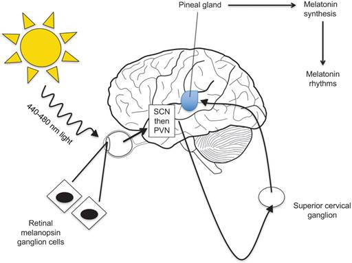 Oncomedicine Image