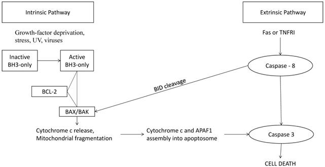 Oncomedicine Image